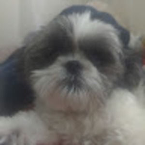 Meet your Posher, Violet